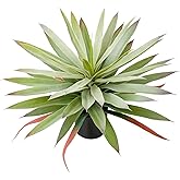 Briful Large Fake Agave Plant 17.3 Inch Artificial Yucca Potted Plants Outdoor Faux Agave Plants for Home Office Room Garden Front Porch Balcony Decor(Green)