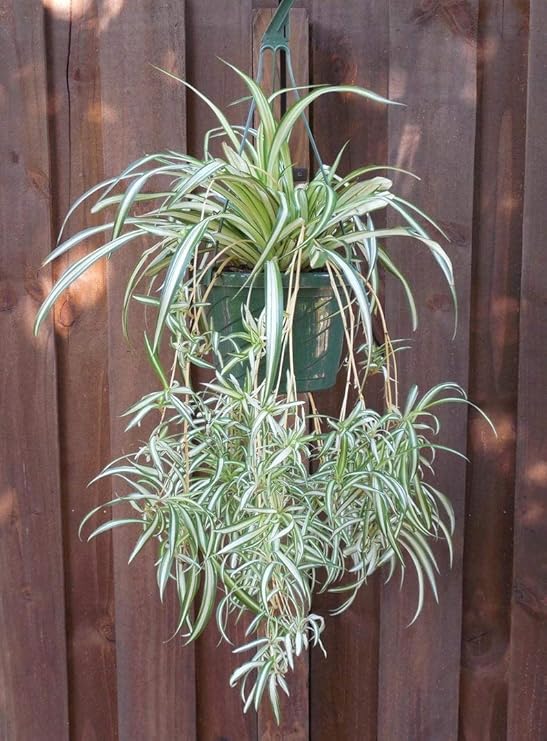 1 Live Plant Chlorophytum Spider Plant, 6