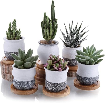 T4u 6cm Japanischer Stil Keramik Sukkulenten Kakteen Topfe Mit Untersetzer 6er Set Mini Blumentopfe Fur Mini Zimmerpflanzen Moos Bonsai Amazon De Kuche Haushalt