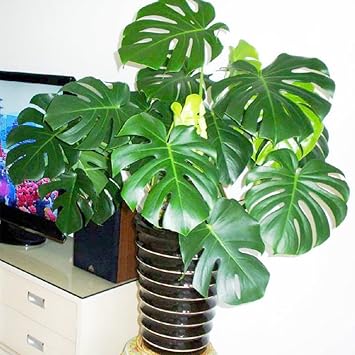 30 Pieces Swiss Cheese Plant Monstera Deliciosa Bonsai Indoor Plant Seeds For Home Garden Balcony Decor Amazon Co Uk Diy Tools