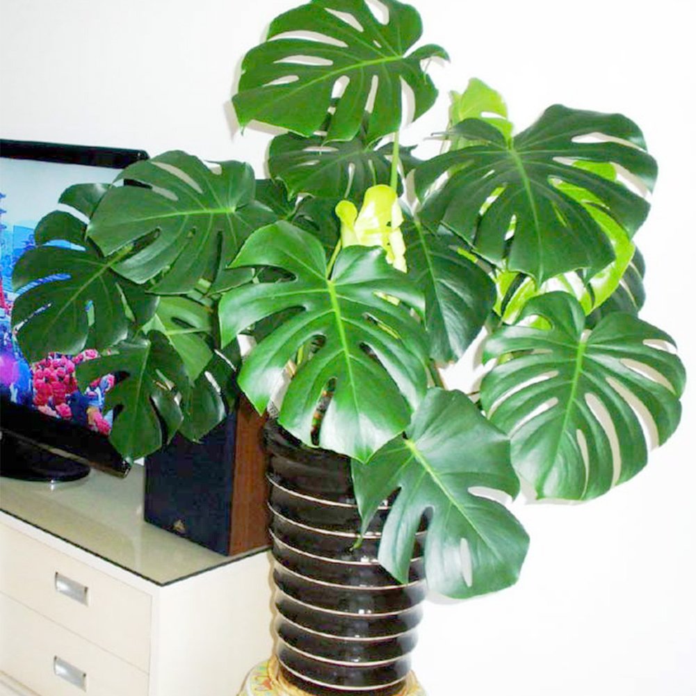 30 Pieces Swiss Cheese Plant Monstera Deliciosa Bonsai Indoor Plant Seeds For Home Garden Balcony Decor Buy Online In India At Desertcart In Productid 97295603