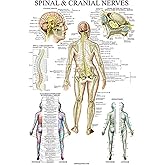 Palace Learning Spinal Nerves Anatomical Chart - Spine and Cranial Nervous System Anatomy Poster (with Dermatomes) (LAMINATED, 18 x 24)