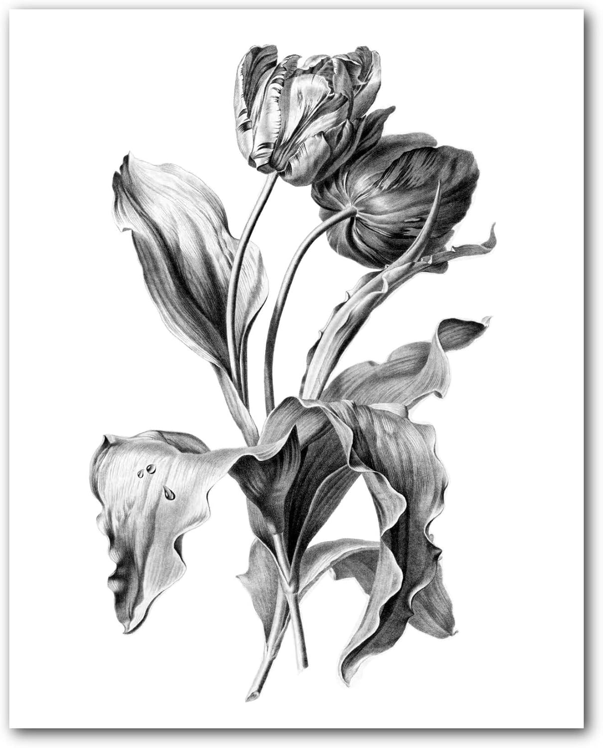 Photographs - Tulip Print, Black and White Flower Drawing, 8 x 10 Inches, Unframed