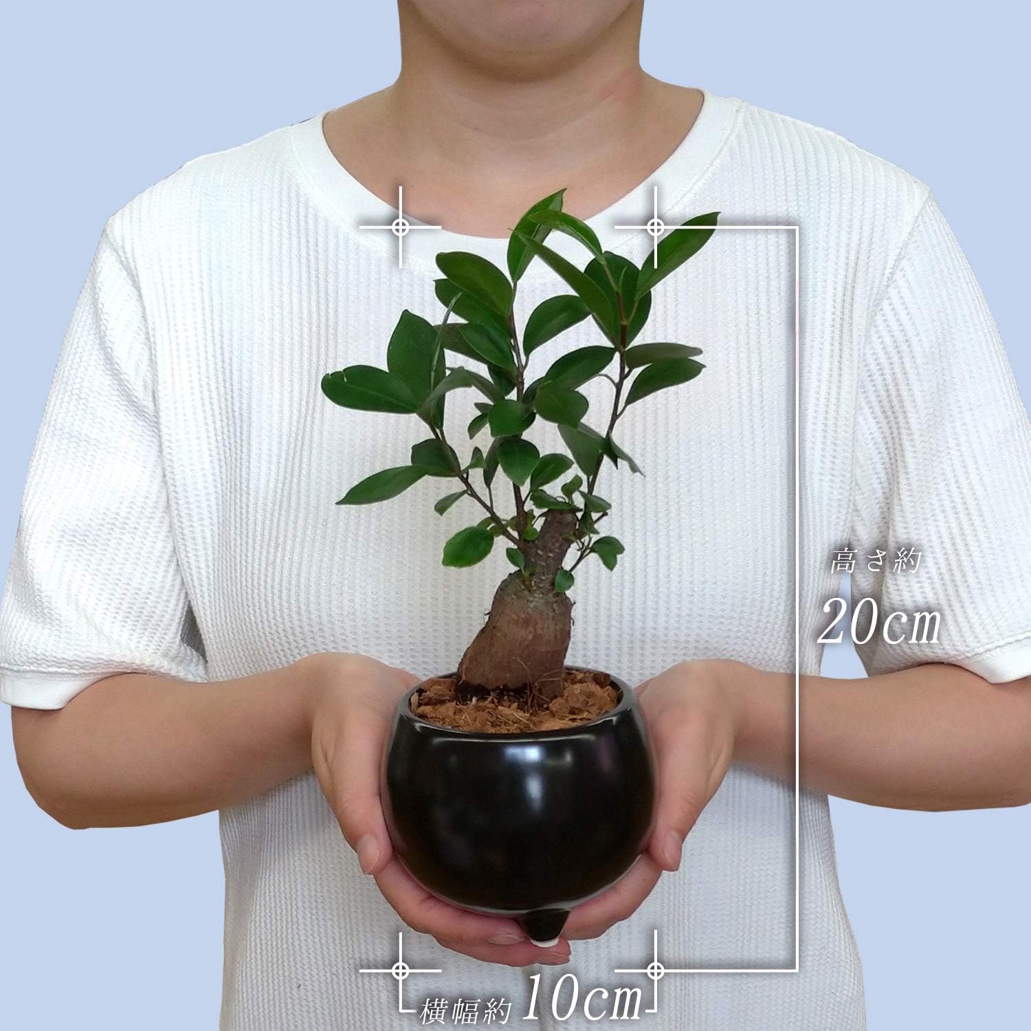 Amazon 花のギフト社 ガジュマルの木 ガジュマル鉢植え 多幸の木 ガジュマル がじゅまる ミニ観葉植物 観葉 観葉植物 オンライン通販