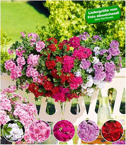 Hängende Pflanzen Garten