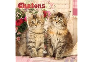 Chatons | 2023 12 x 24 Inch Monthly Square Wall Calendar | Foil Stamped Cover | French Language | BrownTrout | Cats Pets Feli