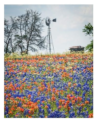 images Texas Wildflower Wall Art texas bluebonnets and indian paintbrush wildflowers 11x14 unframed photo wall art print decor gift for texans or anyone who loves flowers home