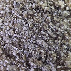 GreenWaterFarm Moina Macrocopa Eggs