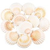 TaoQ C 12 PCS Scallop Shells Natural Seashell, 4" to 5" White and Pink Scallop Shells Small Seashells for Crafts Wedding Decor Beach Theme Party, Fish Tank and Vase Filler