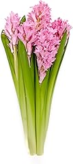 Floral Hyacinth 5 Stem, 1 EA