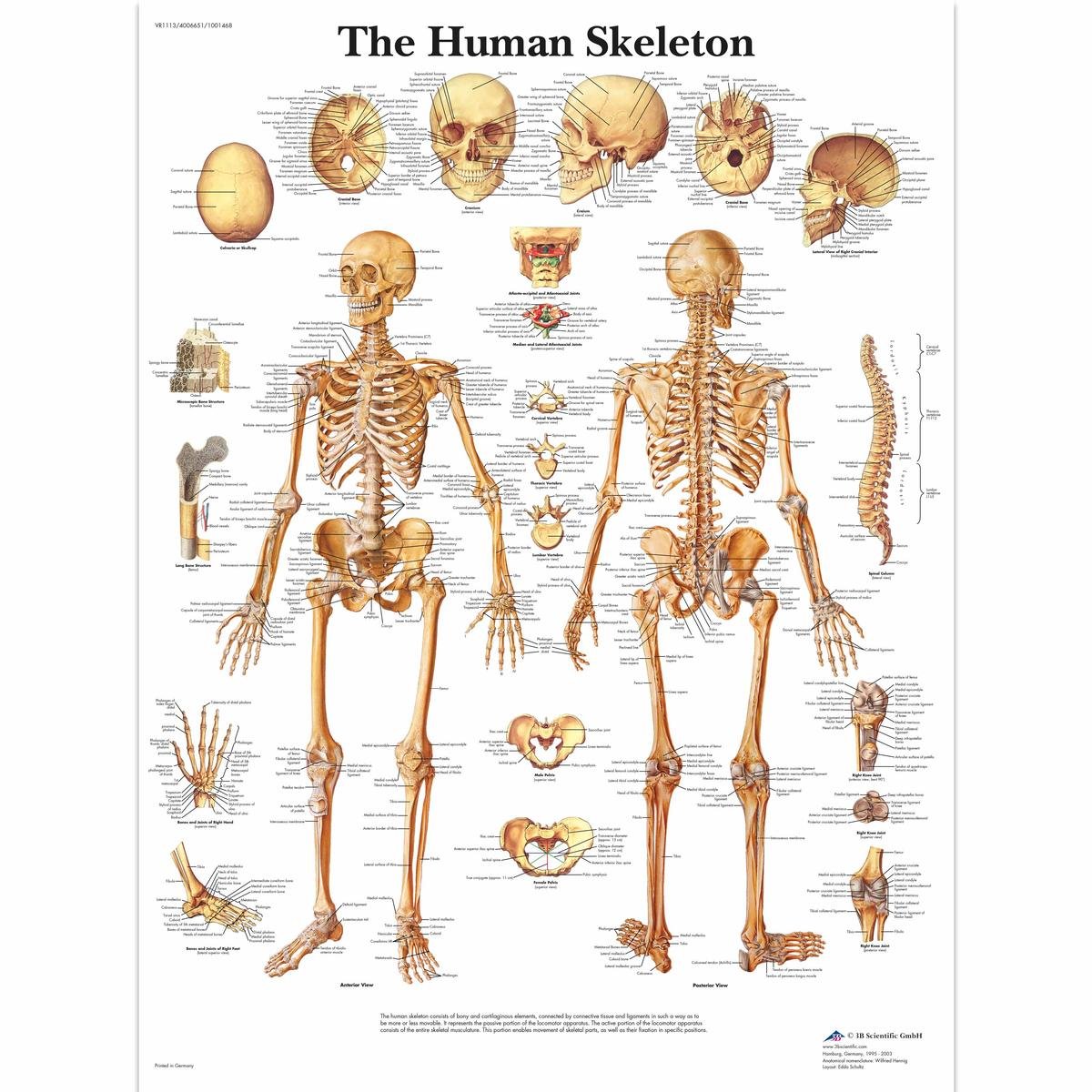 3B Scientific Human Anatomy - The Human Skeleton Chart, Paper Version, VR1113UU, unlaminated, 50.00 x 67.00 cms
