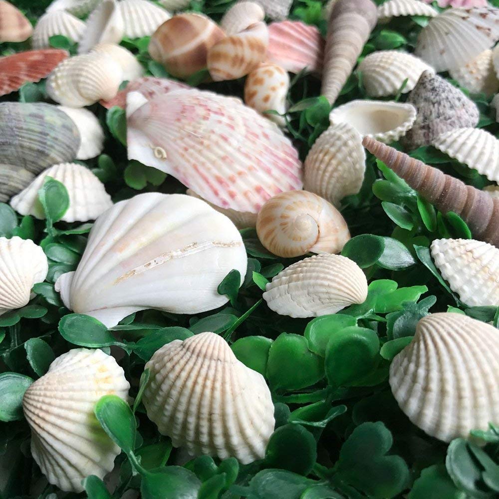 LoveInUSA Sea Shell Assortment, Sea Shells with Jar Mixed Natural Beach Decorative Seashells for DIY Home Gifts Crafting 50~70 PCS Valentine\'s Day Gifts