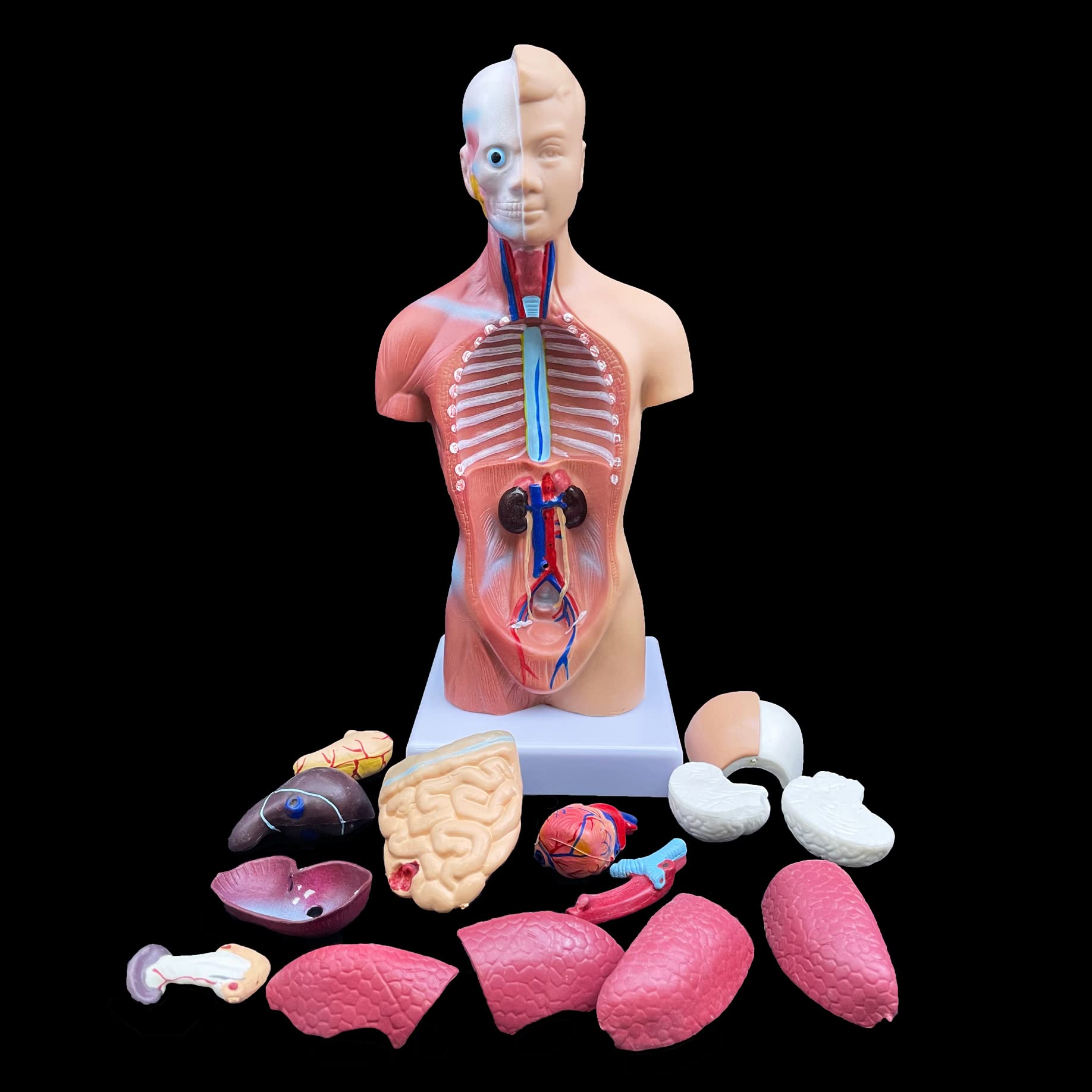 Mua XINDAM Human Torso Model, Anatomically Accurate Body Model Human ...