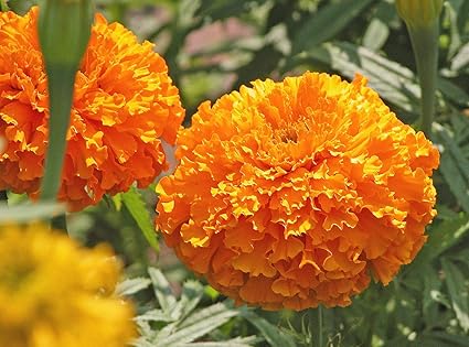Amazon Com Petite French Marigold Seeds 1000 Heirloom Seeds Per Packet Non Gmo Seeds Garden Outdoor