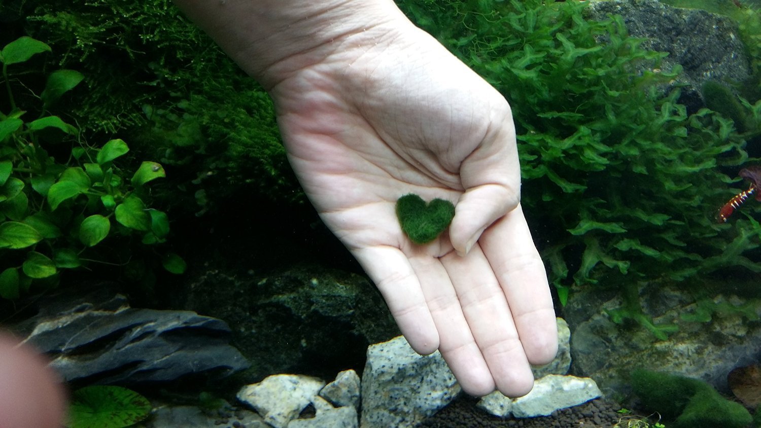 Luffy Heart Marimo - Unique Heart-shaped Rare Live plant that brings good luck, charm & prosperity - Perfect gift for Every Occasion - Win Someone’s Heart today!