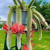 Monkey Tail Cactus Live Plant, Succulent Plant, 6-8 Inch Tall | Trailing Growth, Hanging Baskets, Desk Shelf Plant, Home Office Decor, Well-Rooted live, Drought Tolerant, Indoor Growing