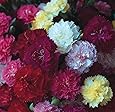 SeeKay Carnation - Hardy Border Mix - 300 seeds - Perennial