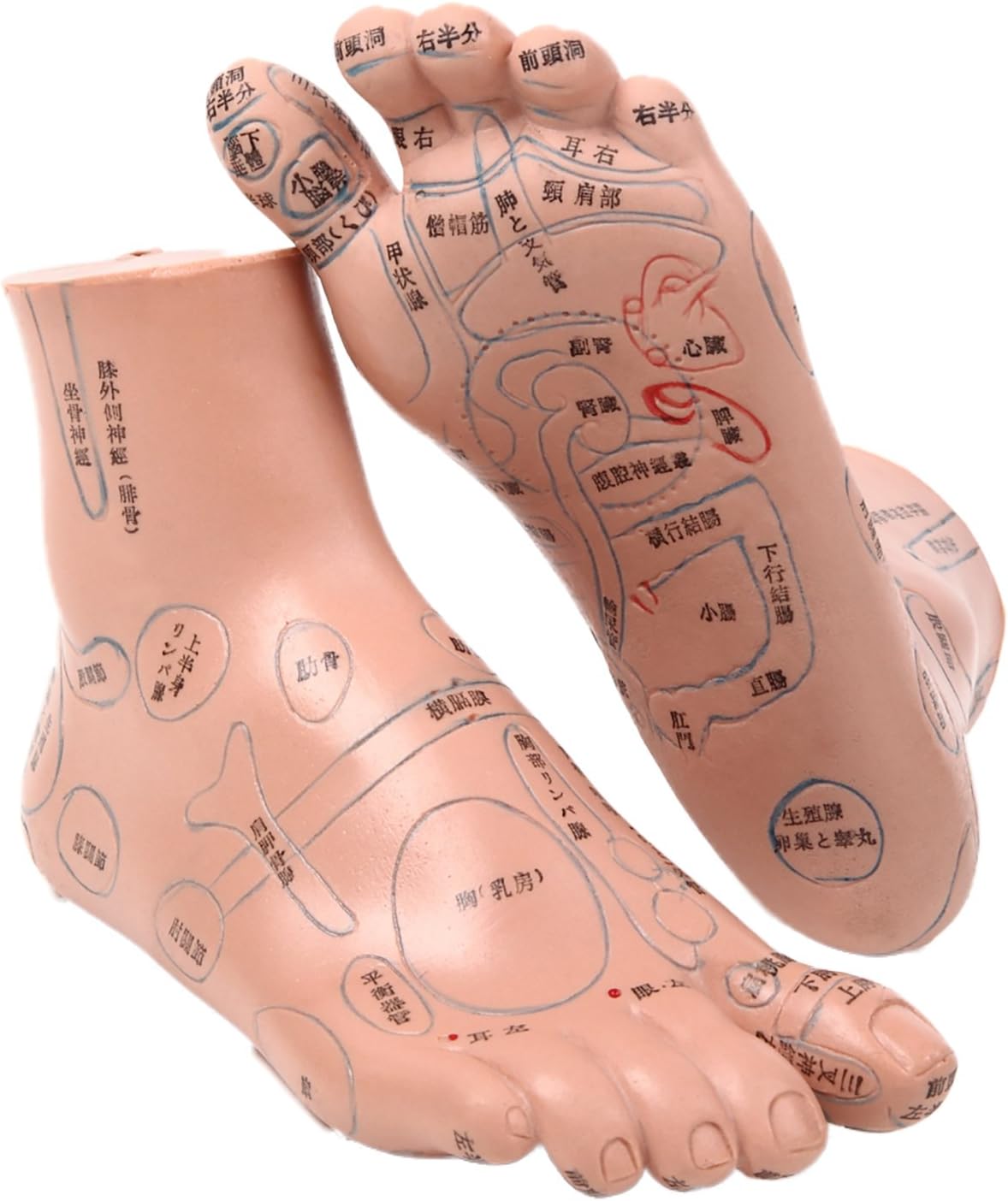 Amazon 足つぼ 模型 足つぼマッサージ 体系的に覚える ツボグッズ 足裏マッサージ あしつぼ 反射区 日本語表記 cm 鍼灸 整体 Pleasantjapan マッサージ ツボ押しグッズ