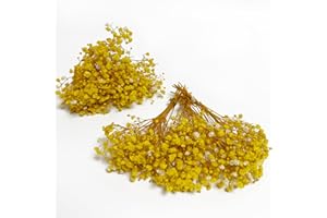 Birtlynn 6Pcs Preserved Baby's Breath, Mini Size Bouquets 100% Natrual Gypsophila Long Lasting Flowers for Vase Home Decoration Photo Props Parties Weddings Card Making Crafts Floral, DIY Décor-Yellow