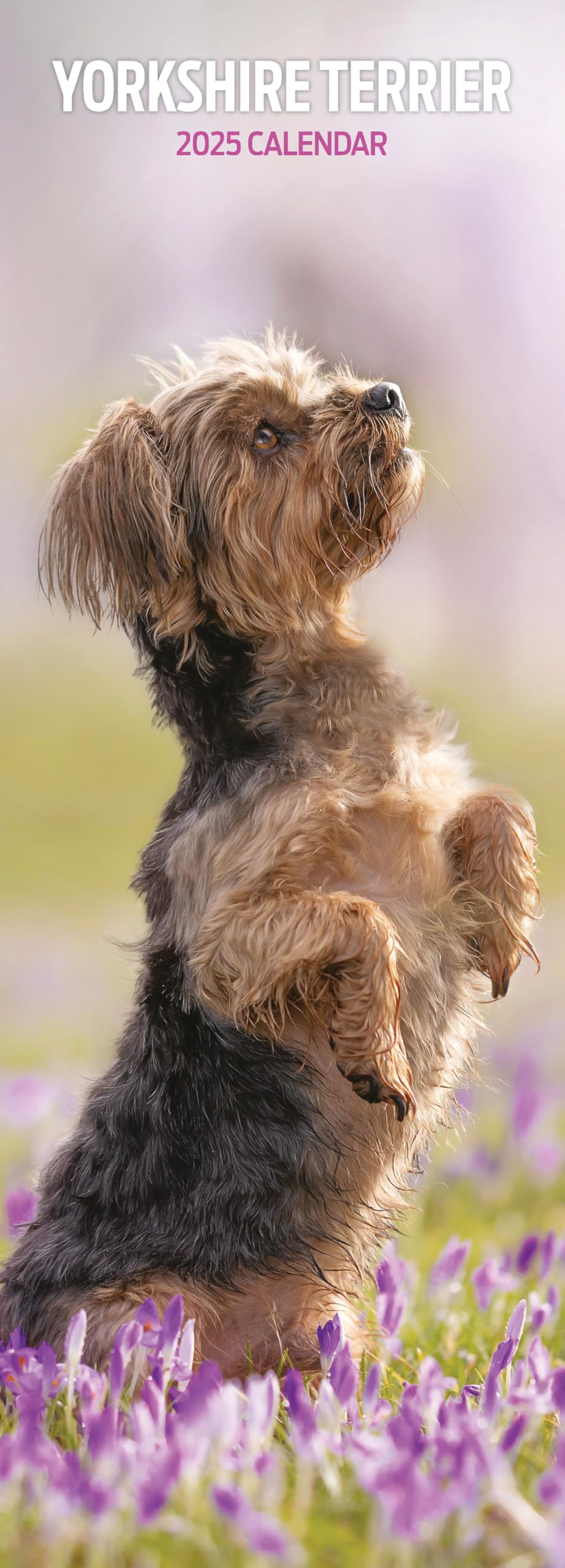 Yorkshire Terrier 2025 Slim Calendar