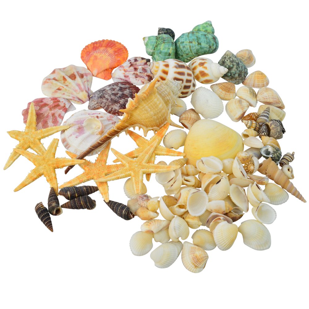cnomg 80 pcs Sea Shells, Mixed Beach Seashells, Colorful Natural Seashells Perfect Accents for Candle Making，Home Decorations, Beach Theme Party Wedding Decor, DIY Crafts, Fish Tank and Vase Fillers