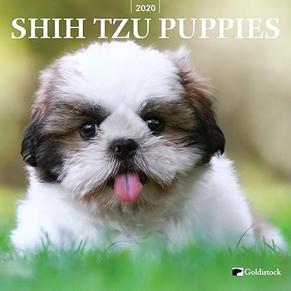 Goldistock Wall Calendar 2020 Shih Tzu Puppies 12 X 24 Open Thick And Sturdy Paper Amazon De Burobedarf Schreibwaren