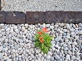 Suregreen Scottish Pebbles 30-50mm 20kg Decorative Garden Gravel Highlands view 4