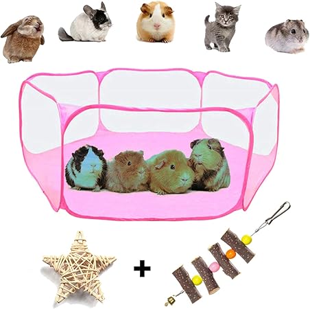 guinea pig accessories amazon