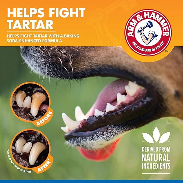 ARM & HAMMER FOR PETS DENTAL WATER ADDITIVE FOR DOGS, TARTAR CONTROL | DOG DENTAL CARE REDUCES PLAQUE & TARTAR BUILDUP WITHOUT BRUSHING | ODORLESS AND FLAVORLESS, 16 FL OUNCES – 2 PACK
