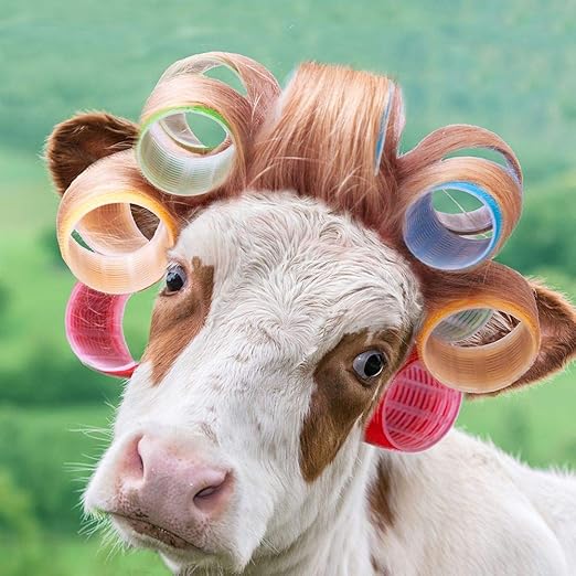 Amazon Com Posterazzi Pdxav1549small Cow In Curlers Photo Print 18 X 18 Multi Posters Prints