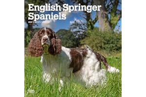 English Springer Spaniels | 2024 12 x 24 Inch Monthly Square Wall Calendar | BrownTrout | Animals Dog Breeds