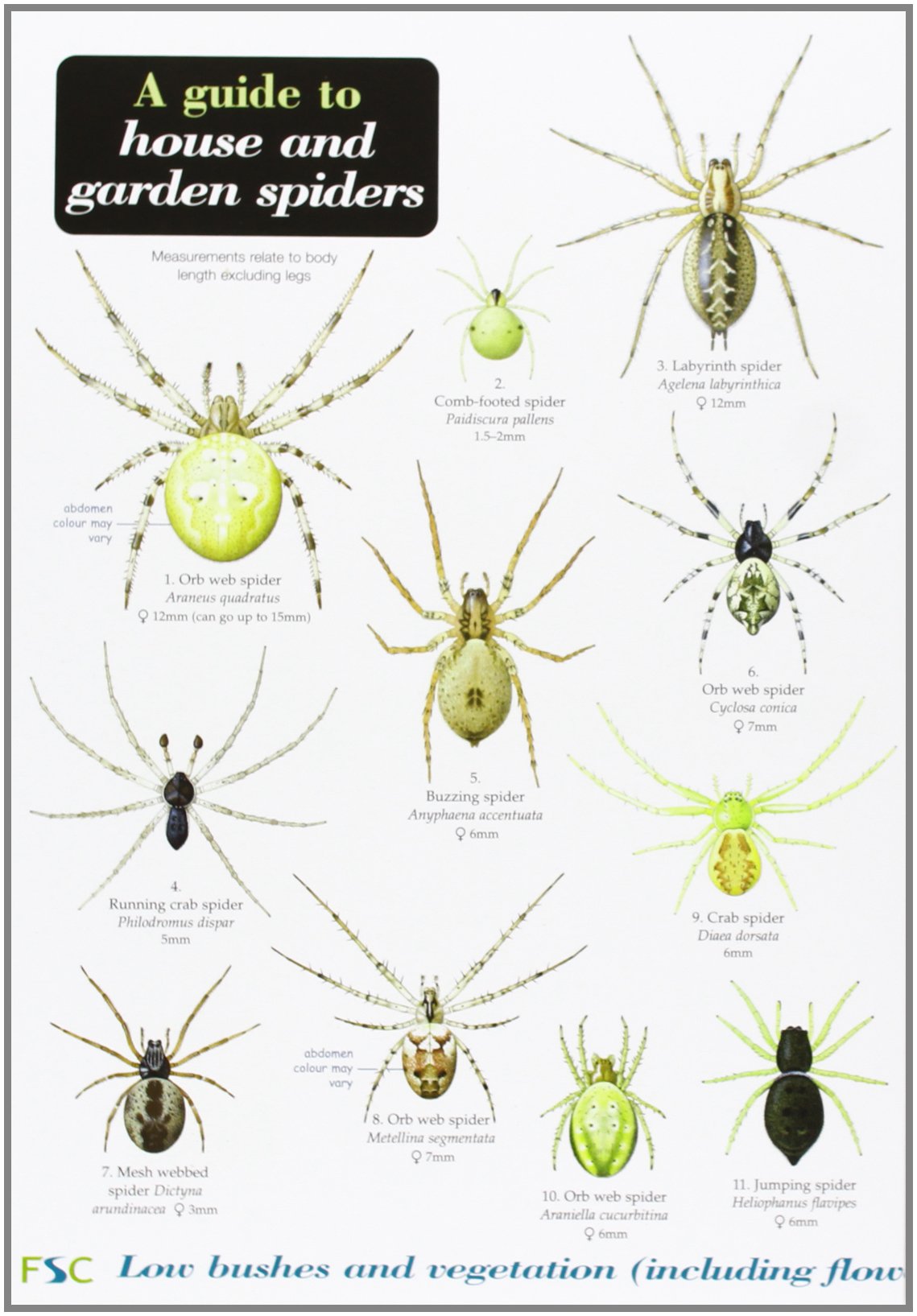 Uk Garden Spider Identification Fasci Garden Uk Garden Spider Identification Fasci Garden