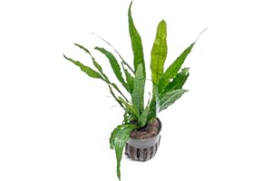 SubstrateSource Live Plants - Microsorum Pteropus ‘Narrow’ (Microsorum pteropus) - Low to Medium Light, Deep Green Accent Aquatic Epiphytic Plant, Midground to Background Placement - Pot, 1 Pack