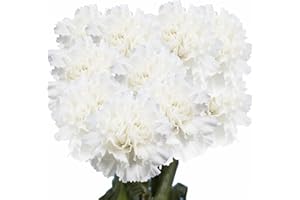 GlobalRose 100 White Carnation Flowers - Responsibly Sourced Carnations Fresh Flowers - Hand-Picked Fresh Bouquet for Graduation, Anniversary, Birthday & Special Occasions (4 Bunches of 25 Stems)