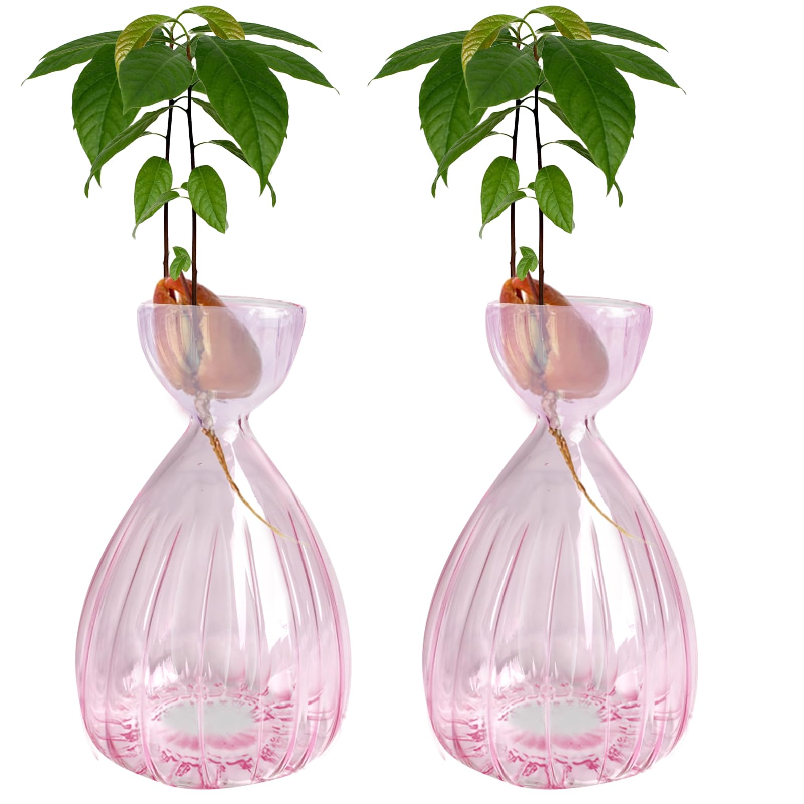 Luolety 2PCS Avocado Seed Starter Vase, Avocado Tree Growing Kit, Glass Hydroponic Vase, Pink, Indoor, Medium Size