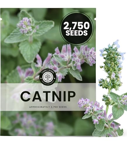 Amazon.com : Catnip Seeds 400 Seeds : Catnip Plants : Patio, Lawn & Garden
