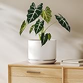 LE TAUCI 8 Inch Plant Pot, Ceramic Pots for Plants, White | Drainage Hole &amp; Attached Saucer, Modern Minimalist, Round Shallow Pot, For Snake Plant, Monstera, Indoor Home Decor