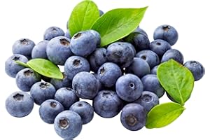 KVITER 100 Highbush Blueberry Seeds (Vaccinium Corymbosum) – Non GMO Fruit Tree Seeds, Heirloom Berry Seeds for Gardens & Containers (USA), Perfect Organic Blueberry Seeds for Planting Outdoors