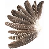 Outuxed 15pcs Natural Turkey Feathers for Crafts, 10-12 Inches Large Feathers for Hat Floral DIY Home Wedding Party Decoratio