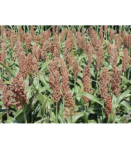 German Millet Foxtail Millet Has A Drooping Foxtail German Foxtail