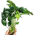 Planterest - Anubias Nana Mothet Large Potted XXL Live Aquarium Plant Decorations