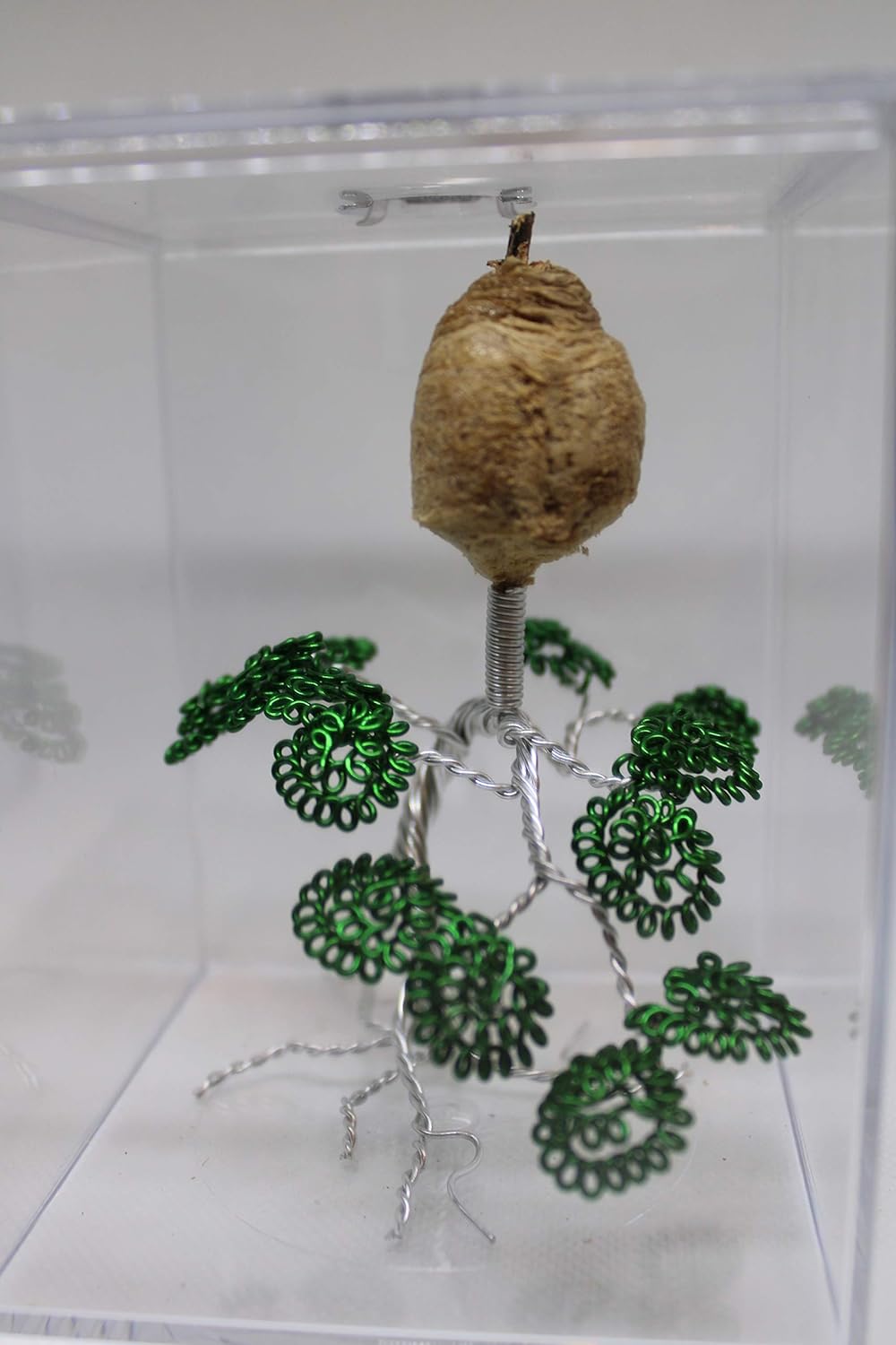Live Chinese Ootheca Praying Mantis Egg Case Mantid Hatching Habitat On Wire Art in Acrylic Box (The Bonsai Tree)