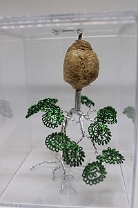 Live Chinese Ootheca Praying Mantis Egg Case Mantid Hatching Habitat On Wire Art in Acrylic Box (The Bonsai Tree)
