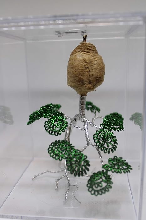 Live Chinese Ootheca Praying Mantis Egg Case Mantid Hatching Habitat On Wire Art in Acrylic Box (The Bonsai Tree)