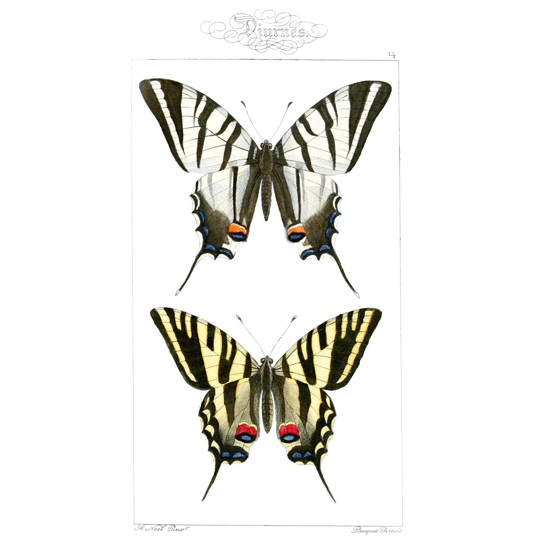 Wee Blue Coo Butterflies Tiger Large Wall Art Print Canvas Premium Poster