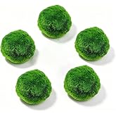 Babrksen 5 Pcs Marimo Moss Balls, Hand Cultivated Aquarium Plants, Soaked to 1.15 Inch Green Moss Balls for Fish Tank, Aquarium Decor, Home Landscape and Ornaments