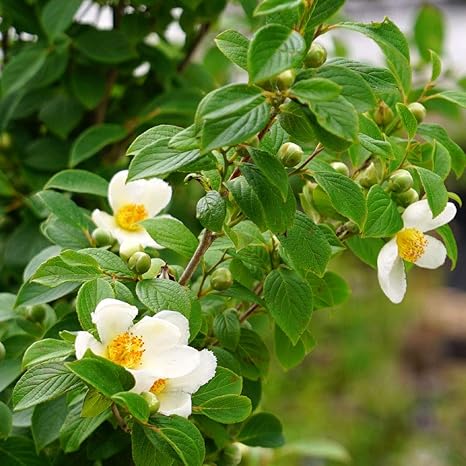 Amazon 夏椿 ナツツバキ シャラノキ 単幹根巻き苗 庭木 植木