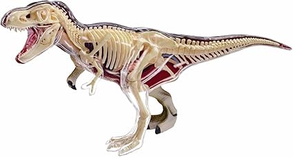 dinosaur anatomy toy
