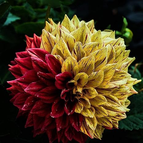 Amazon Co Jp Yzztssj 2個ダリア球根珍しい種ディナープレートダリア明るいステッチ色の花植えるための春の花お手入れが簡単な庭の装飾 Diy 工具 ガーデン