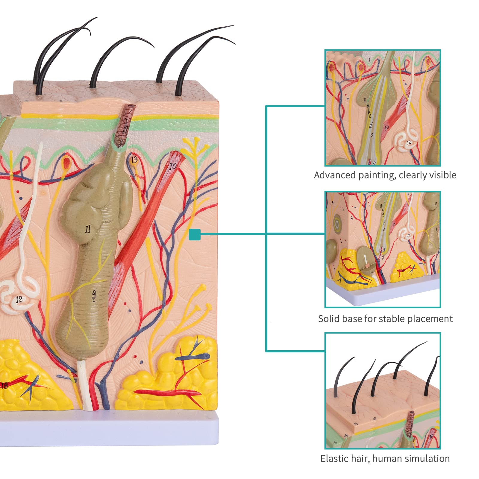 Skin Model Science Mua Skin Anatomy Model - Skin Diagram Model Human Anatomy Skin Model ...
